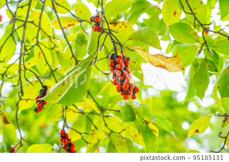 秋天的玉芝果實 95185131
