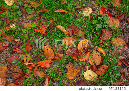Fallen leaves on wet ground in autumn Fallen leaves on wet ground in autumn 95185133