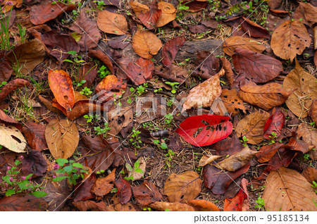 Fallen leaves on wet ground in autumn 95185134