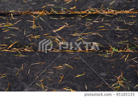 Liberal deciduous larch Liberal deciduous larch 95185135