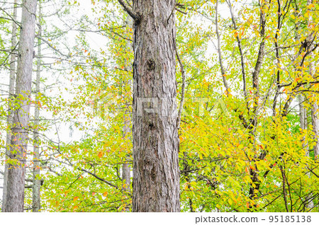 Autumn park larch trunk 95185138