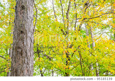 Autumn park larch trunk 95185139