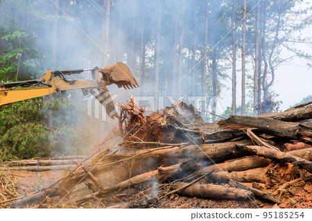 Uprooted burned trees, process of preparing land for construction of houses based on results of burning 95185254