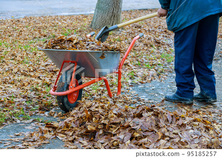 Wheelbarrow full of dried leaves is being used by municipal worker to clean sidewalk of autumn leaves during fall. 95185257