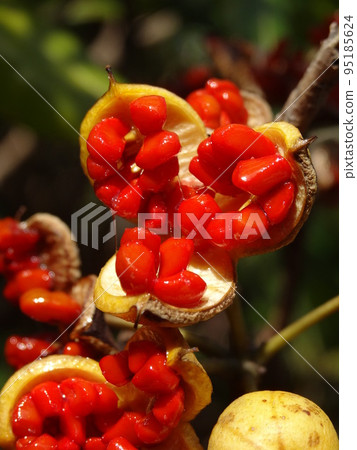 toblera的果實和種子 95185624