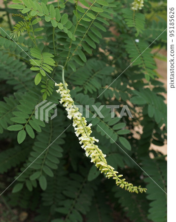 clara white flower clara white flower 95185626