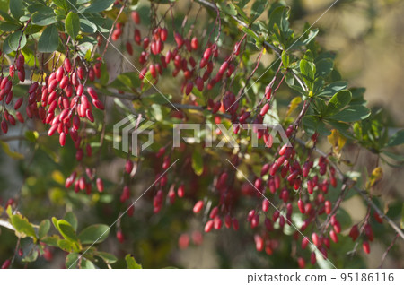 Barbery berries and leaves, closeup shot 95186116