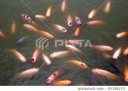 Red tilapia fish in the pond 95186253