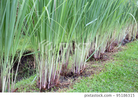 Lemongrass clump in the garden Lemongrass clump in the garden 95186315