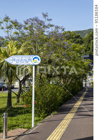 Jagaranta tree on "Jacaranda Street" in Obama Onsen town Jagaranta tree on "Jacaranda Street" in Obama Onsen town 95186584