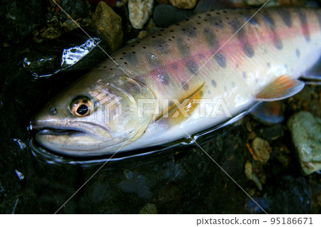 I took a picture of a freshly caught live yamame trout lying on the river bank. I took a picture of a freshly caught live yamame trout lying on the river bank. 95186671