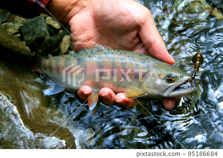 I took a hand-held picture of a freshly caught live yamame trout I took a hand-held picture of a freshly caught live yamame trout 95186684