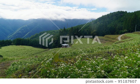 島峰蕎麥田[香川縣中多戶郡萬能町] 2022① 95187607