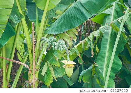 芭蕉的花和果實 芭蕉的花和果實 95187660