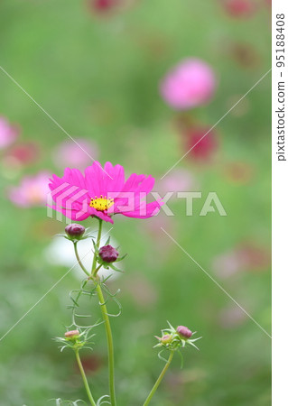 Pink Cosmos 95188408