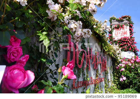 Kagoshima prefecture Kanoya rose garden full bloom flower sign Kagoshima prefecture Kanoya rose garden full bloom flower sign 95189069