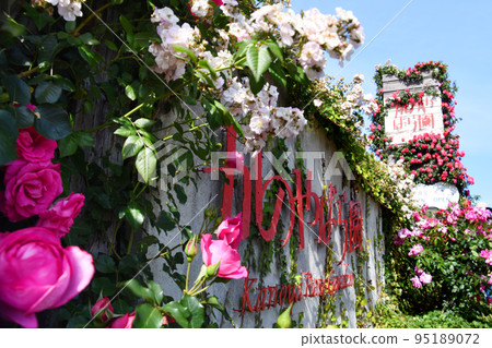 Kagoshima prefecture Kanoya rose garden full bloom flower sign 95189072
