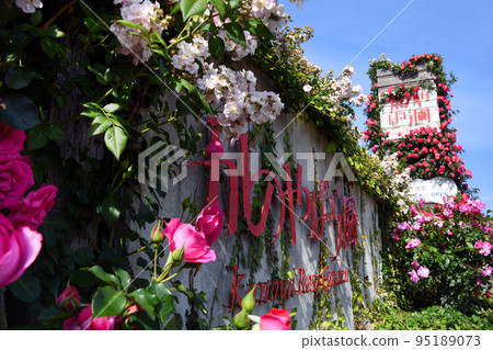 Kagoshima prefecture Kanoya rose garden full bloom flower sign Kagoshima prefecture Kanoya rose garden full bloom flower sign 95189073