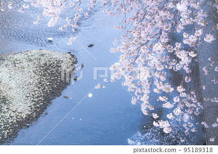 櫻花盛開,河岸花瓣飄落 櫻花盛開,河岸花瓣飄落 95189318