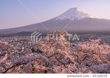 "Yamanashi Prefecture" Mt. Fuji and cherry blossoms, Arakurayama Sengen Park in spring 95189356