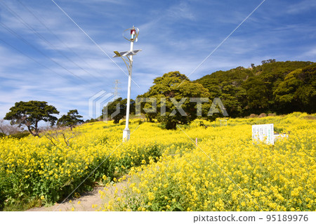 Canola flower field in full bloom at Yanagiyama Agriland, Kagoshima Prefecture Canola flower field in full bloom at Yanagiyama Agriland, Kagoshima Prefecture 95189976