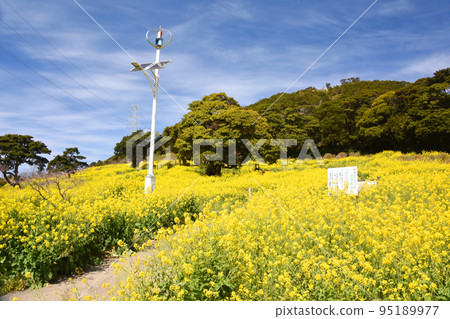 Canola flower field in full bloom at Yanagiyama Agriland, Kagoshima Prefecture 95189977