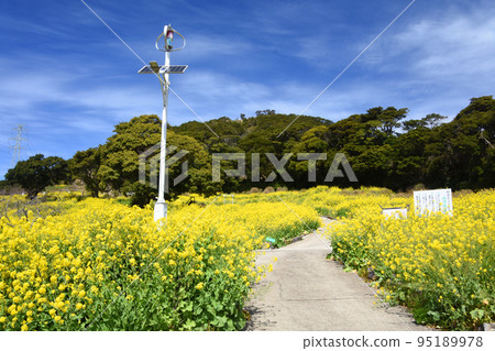 Canola flower field in full bloom at Yanagiyama Agriland, Kagoshima Prefecture 95189978