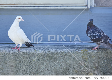 white pigeons and normal pigeons white pigeons and normal pigeons 95190002