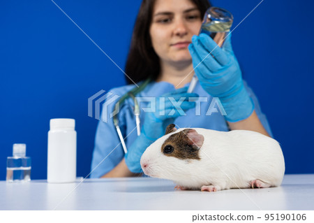 The veterinarian types the medicine into a syringe to treat a guinea pig on a blue background The veterinarian types the medicine into a syringe to treat a guinea pig on a blue background 95190106