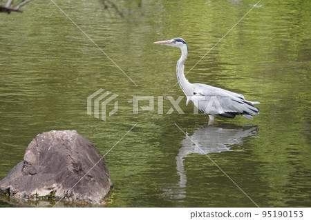 Water heron Water heron 95190153