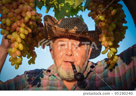 Man winemaker and vineyard owner outdoors at sunset 95190240
