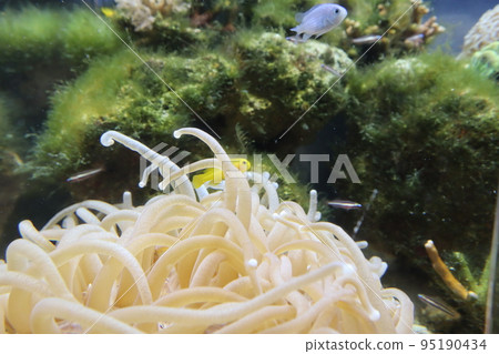 海葵和黃魚 海葵和黃魚 95190434
