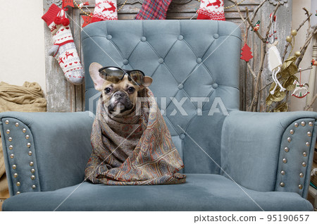 French bulldog breed dog sits in a cozy chair in a living room decorated for the celebration of Christmas wrapped in a warm shawl. Studio photo of a young dog with an expressive muzzle and large ears. 95190657