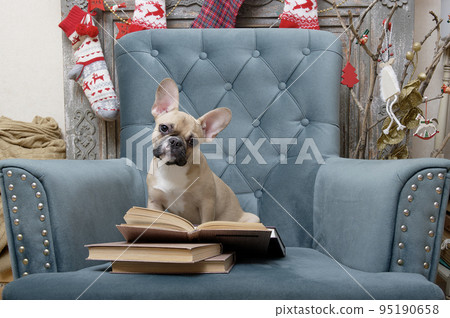 French bulldog breed dog reads a book while sitting in an armchair in a living room decorated for the celebration of Christmas. Studio photo of a young dog with an expressive muzzle and large ears. French bulldog breed dog reads a book while sitting in an armchair in a living room decorated for the celebration of Christmas. Studio photo of a young dog with an expressive muzzle and large ears. 95190658