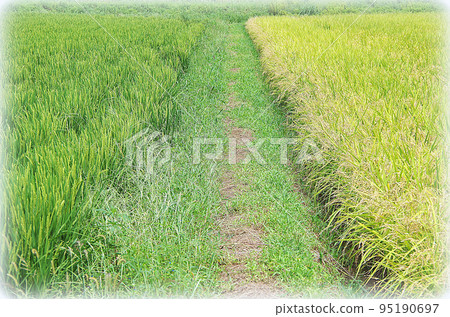 A scene of rice plants of different growth growing across a ridge (illustration style) A scene of rice plants of different growth growing across a ridge (illustration style) 95190697