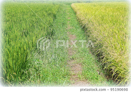 A scene of rice plants of different growth growing across a ridge (illustration style) 95190698