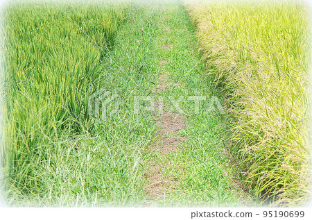 A scene of rice plants of different growth growing across a ridge (illustration style) 95190699