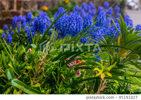 Grape hyacinth Muscari armeniacum flowering in early spring Grape hyacinth Muscari armeniacum flowering in early spring 95191827