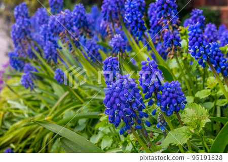 Grape hyacinth Muscari armeniacum flowering in early spring Grape hyacinth Muscari armeniacum flowering in early spring 95191828