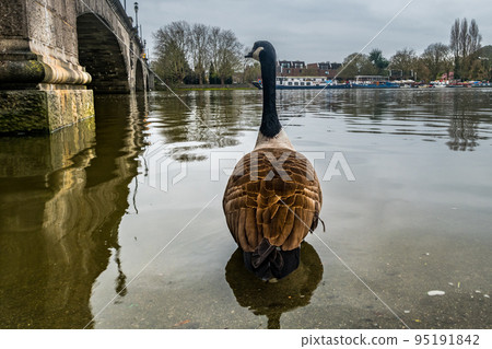 A Canada Goose the path of the River Thames. A Canada Goose the path of the River Thames. 95191842