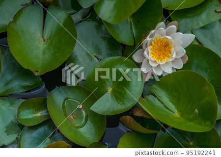 White Water lily, Lotus or Water Lilies flowers pond with water droplets on the leaves floating. White Water lily, Lotus or Water Lilies flowers pond with water droplets on the leaves floating. 95192241