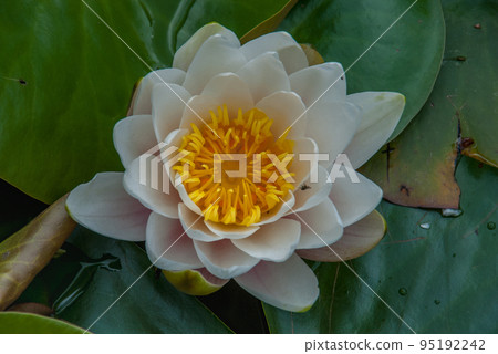 The white lotus blossomed in bright and refreshing morning sunshine offers a relaxing ambiance. . The white lotus blossomed in bright and refreshing morning sunshine offers a relaxing ambiance. . 95192242
