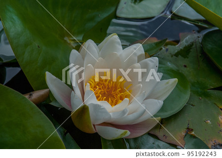 The white lotus blossomed in bright and refreshing morning sunshine offers a relaxing ambiance. . The white lotus blossomed in bright and refreshing morning sunshine offers a relaxing ambiance. . 95192243