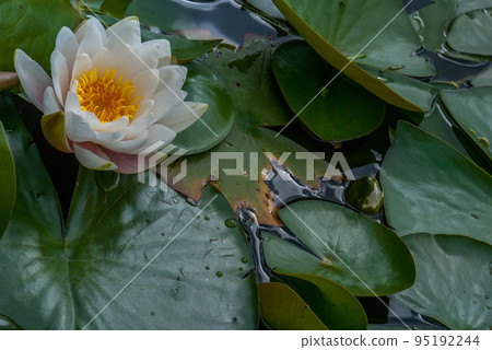 White Water lily, Lotus or Water Lilies flowers pond with water droplets on the leaves floating. White Water lily, Lotus or Water Lilies flowers pond with water droplets on the leaves floating. 95192244