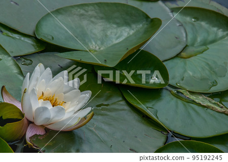 White Water lily, Lotus or Water Lilies flowers  pond with water droplets on the leaves floating. 95192245