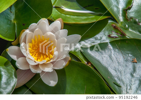 The white lotus blossomed in bright and refreshing morning sunshine offers a relaxing ambiance. . 95192246