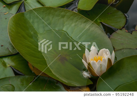 White Water lily, Lotus or Water Lilies flowers pond with water droplets on the leaves floating. White Water lily, Lotus or Water Lilies flowers pond with water droplets on the leaves floating. 95192248