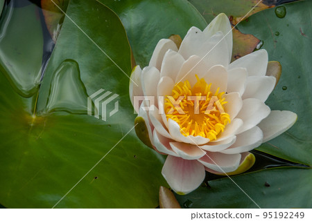 The white lotus blossomed in bright and refreshing morning sunshine offers a relaxing ambiance. . The white lotus blossomed in bright and refreshing morning sunshine offers a relaxing ambiance. . 95192249