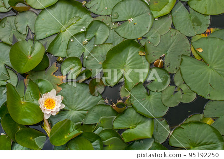 White Water lily, Lotus or Water Lilies flowers pond with water droplets on the leaves floating. White Water lily, Lotus or Water Lilies flowers pond with water droplets on the leaves floating. 95192250