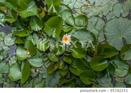 White Water lily, Lotus or Water Lilies flowers  pond with water droplets on the leaves floating. 95192251